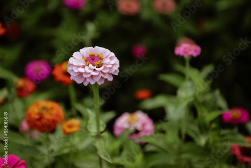 Zinnias