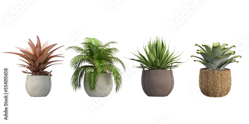 plant in a pot Fototapet