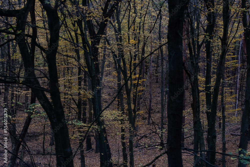 Fototapeta premium Dark moody autumn forest scene