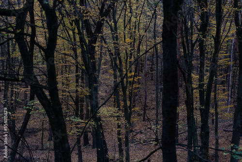 Dark moody autumn forest scene