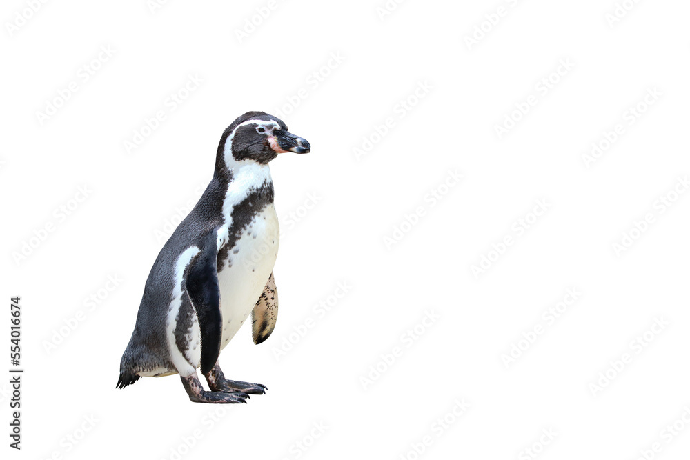 Obraz premium Penguin isolated on transparent background png file