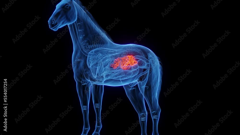3D medical animation of a horse's small intestine Stock ビデオ Adobe Stock