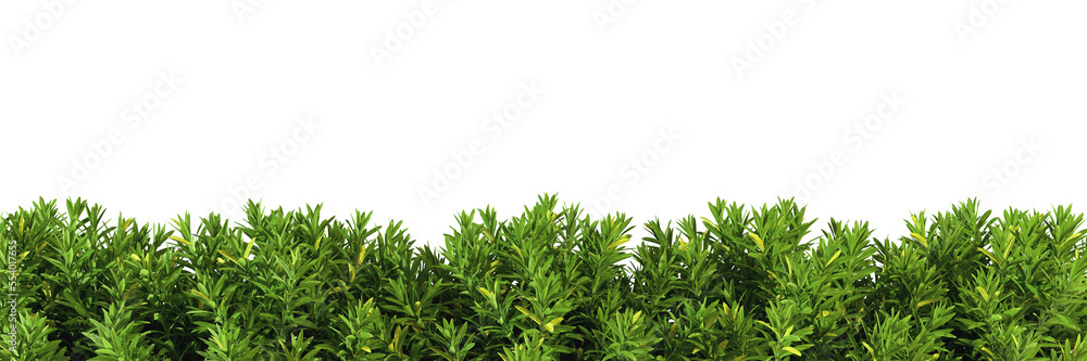 Obraz premium Shrubs green plants fence line cut out backgrounds 3d rendering png file