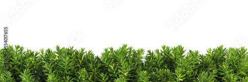 Shrubs green plants fence line cut out backgrounds 3d rendering png file