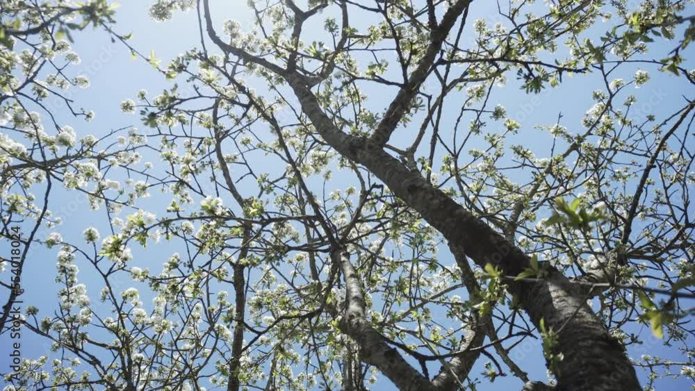 Blossoming branches of apple tree against blue sky sway in wind. Young green leaves and white fragrant flowers of fruit tree on sunny spring day, view up. Blossoming branches of apple tree against blue sky sway in wind. Young green leaves and white fragrant flowers of fruit tree on sunny spring day, view up.