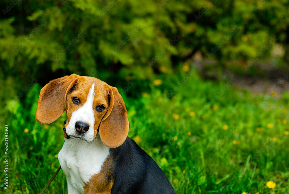 A beagle puppy sits on a spring lawn