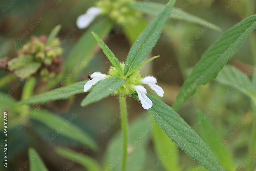 Cambodia. Leucas is a genus of plants in the family Lamiaceae, first described by Robert Brown in 1810. Cambodia. Leucas is a genus of plants in the family Lamiaceae, first described by Robert Brown in 1810.