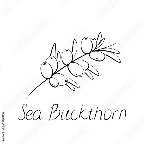 Sea buckthorn branch. Hippophae berries with leaves. Vector illustration