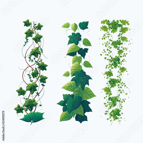Vertical isolated ivy lianas, frames or borders. Isolated on a white background. vector illustration