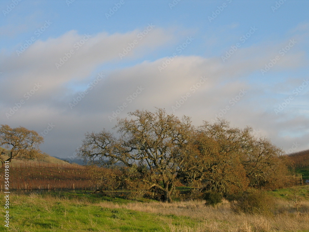 Fototapeta premium Crane Creek Park