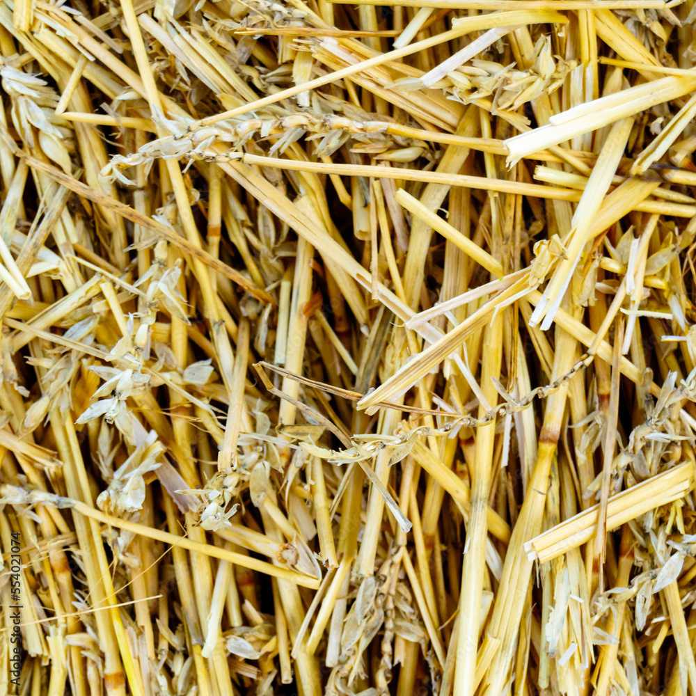 straw texture. dry stalks of wheat. Square image. straw texture. dry stalks of wheat. Square image.