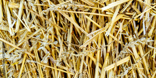 straw texture. dry stalks of wheat. Horizontal image. Banner for insertion into site.