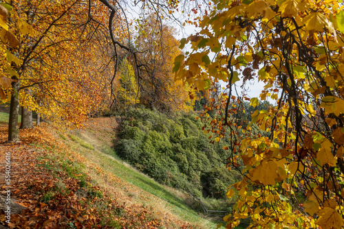 View of the Natural reserve of the Burcina "Felice Piacenza" Park in autumn, province of Biella, Piedmont, Italy.