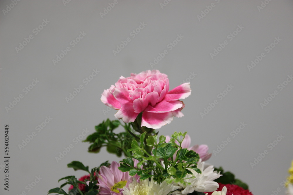 bouquet of pink and other color   CHRYSANTHEMUM flowers with background
