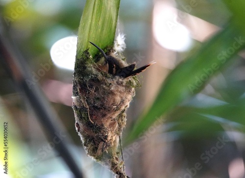 The saw-billed hermit (Ramphodon naevius) is a hummingbird in the family Trochilidae. photo