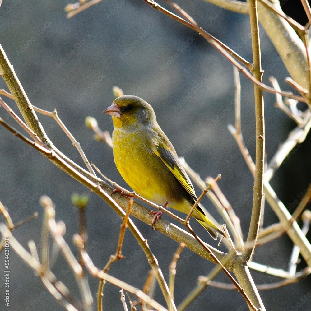 Obraz premium European greenfinch