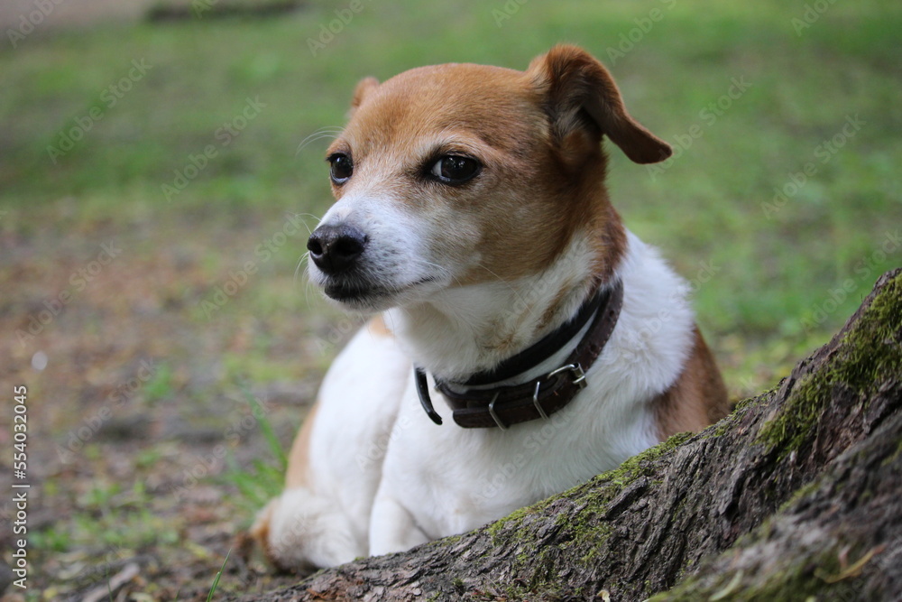portrait of a Cute dog in the green grass portrait of a Cute dog in the green grass