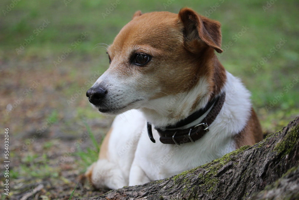 portrait of a Cute dog in the green grass