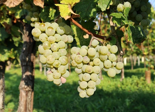 Wallpaper Mural Bunches of Riesling grapes hanging on vine just before the grape harvest. Torontodigital.ca