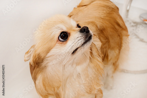 Pomeranian takes a shower and washes up. The spitz stands submissively under the pressure of the water. The dog is bathed photo