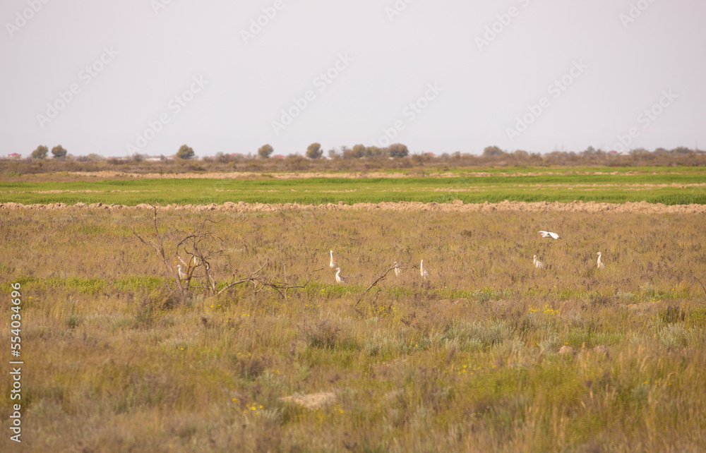 White wild herons in the bushes. White wild herons in the bushes.