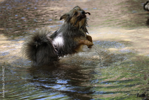 Fototapeta Naklejka Na Ścianę i Meble -  dog running in the water