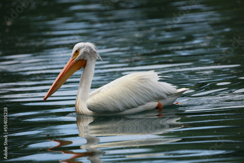 pelican on the water