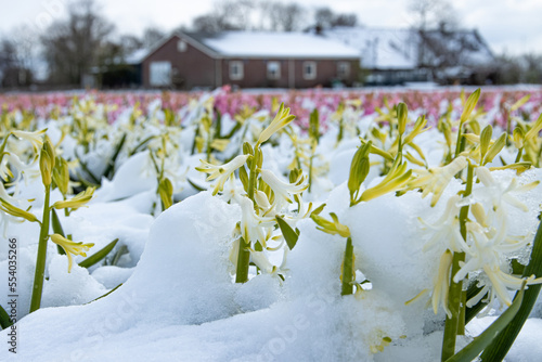 Flowerfields in the snow