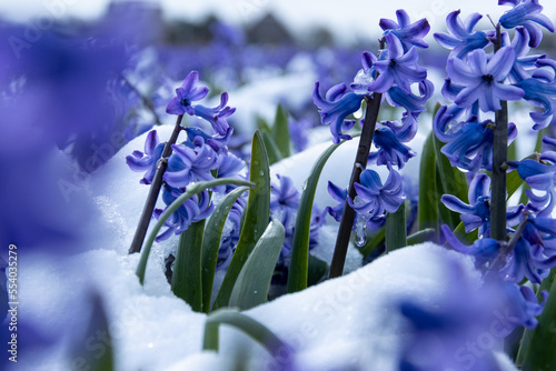 Flowerfields in the snow