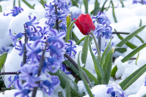Flowerfields in the snow