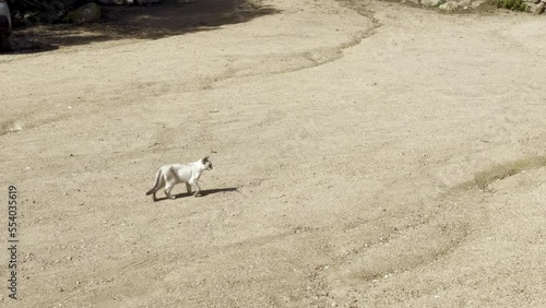 Small white and gray cat walking and backing cautiously on the orange sand of an arid, somewhat desert and waterless area, maybe to hunt or to observe something photo