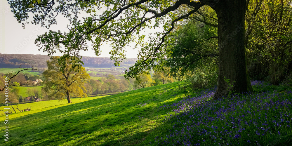 An idyllic spring Gloucestershire hillside landscape with bluebells. A mobile phone photo with some phone or tablet post processing. An idyllic spring Gloucestershire hillside landscape with bluebells. A mobile phone photo with some phone or tablet post processing.