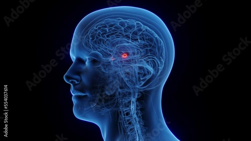 3D medical animation of a man's amygdala