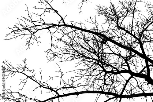 Tree branch silhouette on transparent background