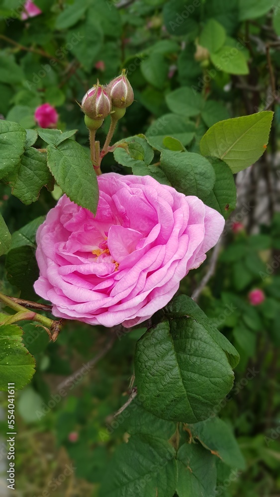pink rose in the garden