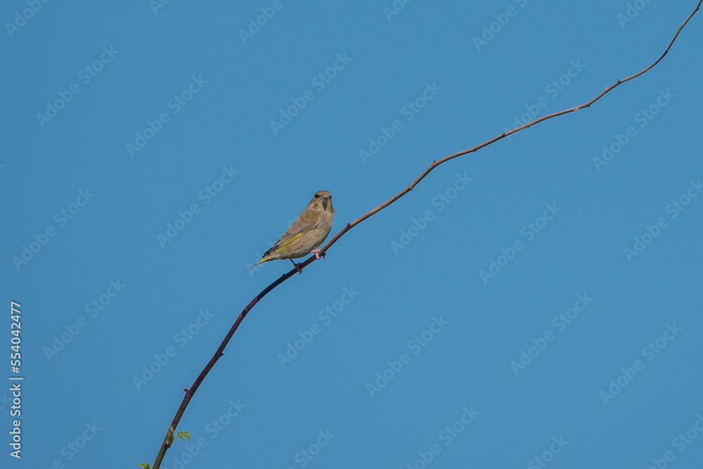 greenfinch perched on a branch with blue sky in the background greenfinch perched on a branch with blue sky in the background