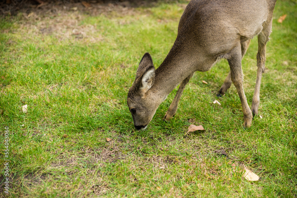 Beautiful Deer Fawn standing on meadow with flowers in springtime. Beautiful Deer Fawn standing on meadow with flowers in springtime.