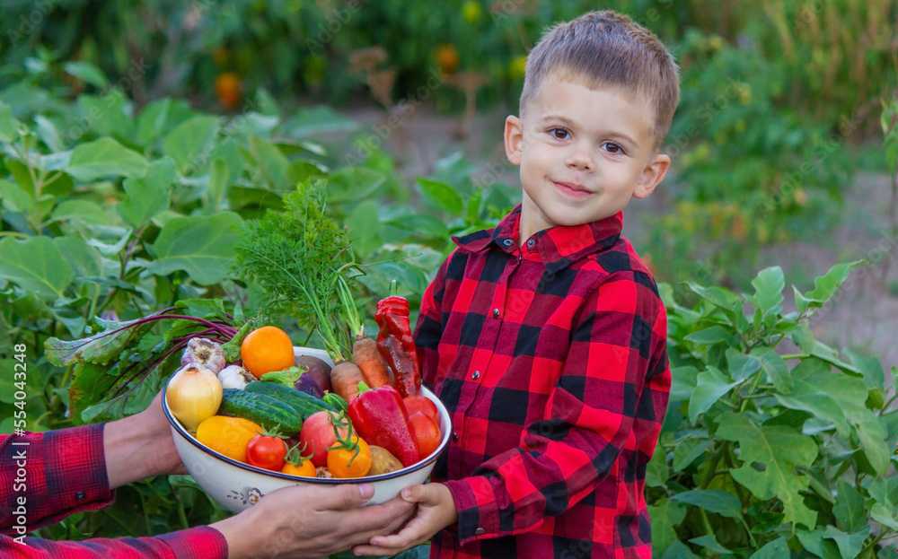 A child holds a harvest of vegetables in his hands. Selective focus. A child holds a harvest of vegetables in his hands. Selective focus.