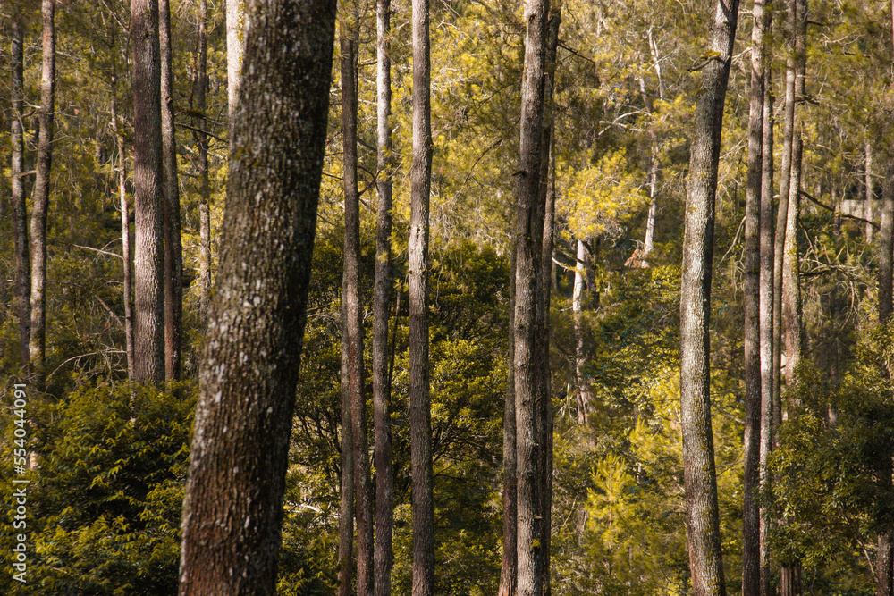 Fototapeta premium forest in autumn