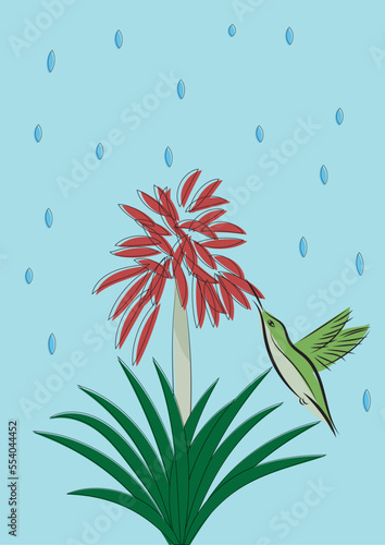 Vector drawing of a hummingbird flying next to an aloe vera plant.