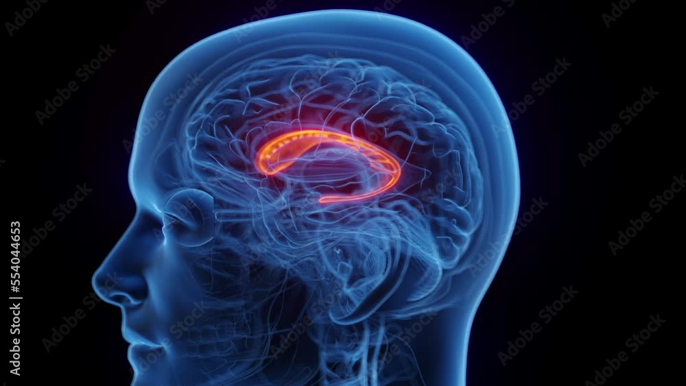 3D medical animation of a man's caudate nucleus 3D medical animation of a man's caudate nucleus