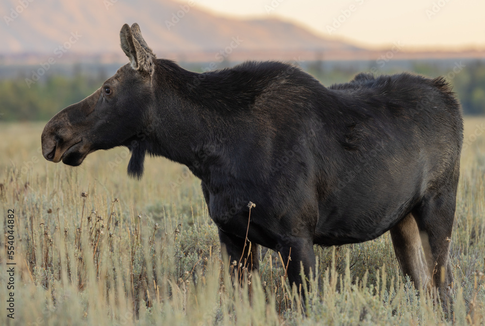 Cow Shiras Moose in Wyoming in Autumn Cow Shiras Moose in Wyoming in Autumn