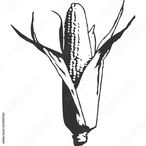 Corn Vintage Illustration Vector