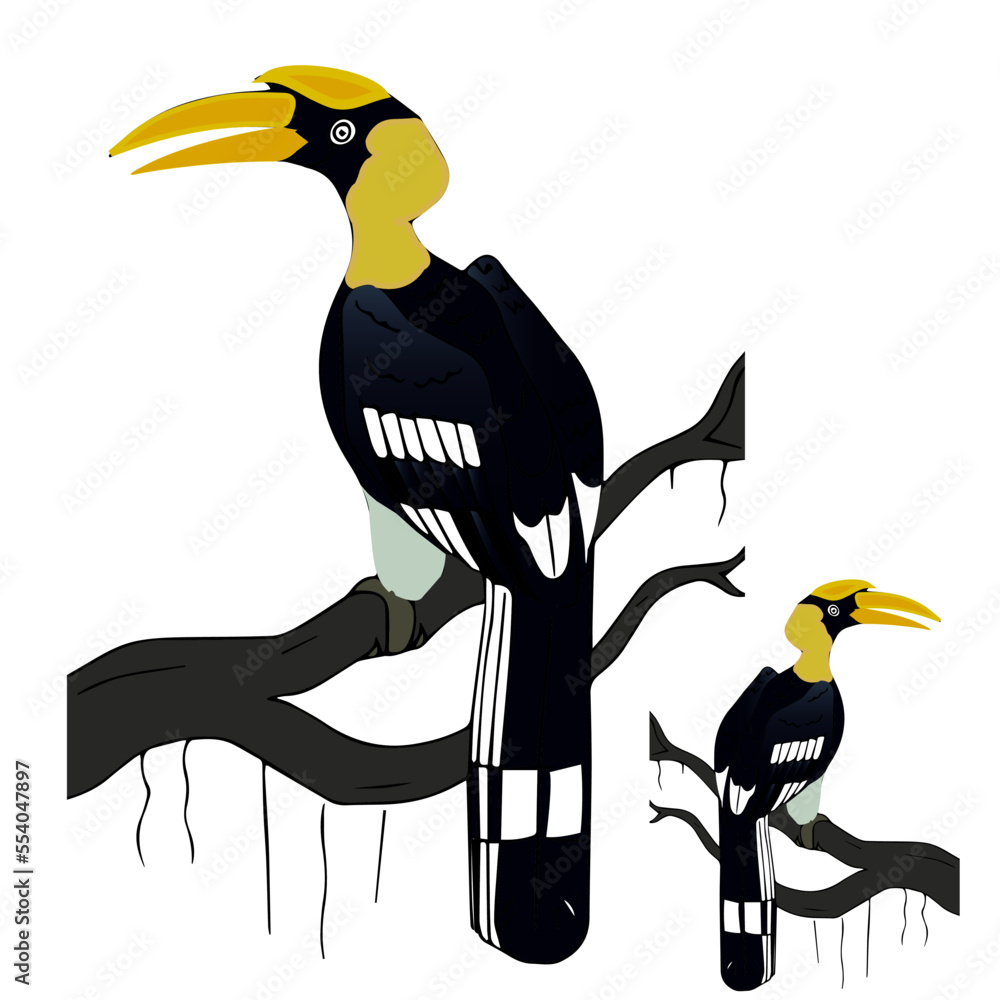 hornbill, The great hornbill also known as the concave-casqued hornbill