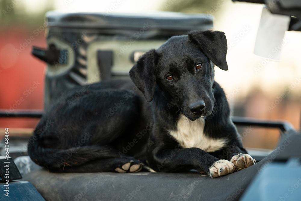 Young ranch dog sits on the back of a tractor. 