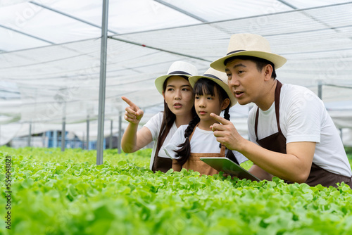 Asian family father, mother and daughter picking vegetables. Happy inspecting your own hydroponic vegetable garden..