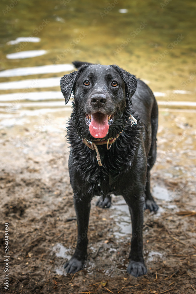 A wet Black Labrador standing in the lake and looking towards the camera A wet Black Labrador standing in the lake and looking towards the camera