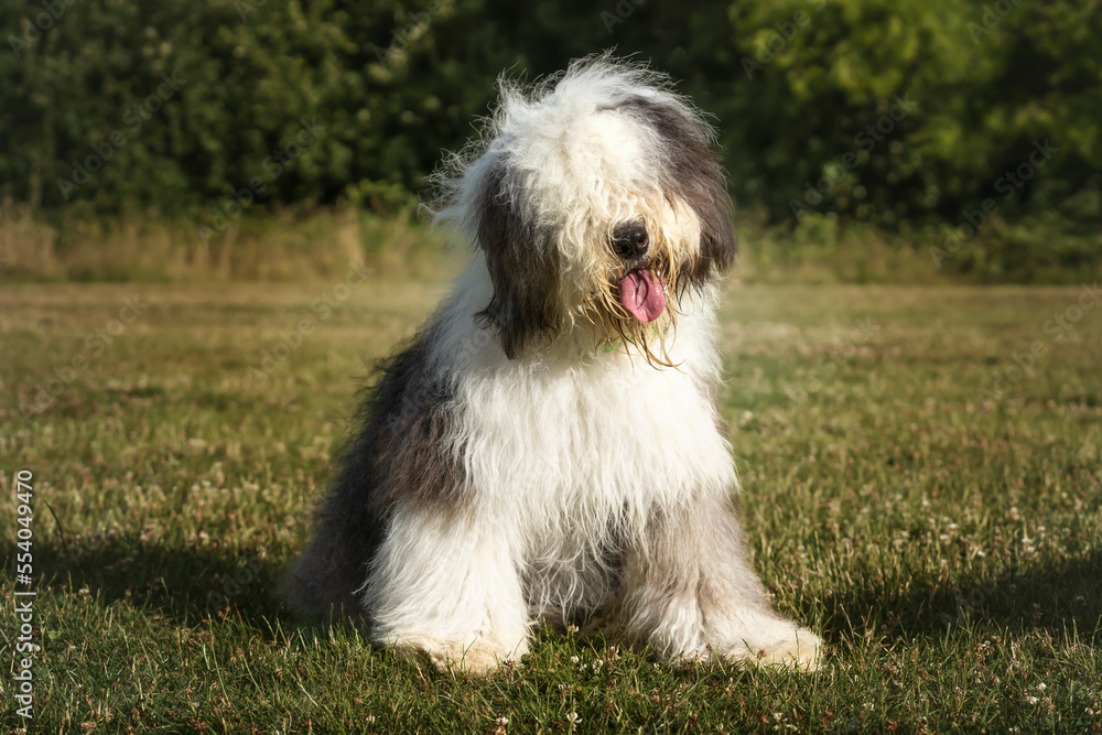 Old English Sheepdog sitting with a head tilt looking at the camera