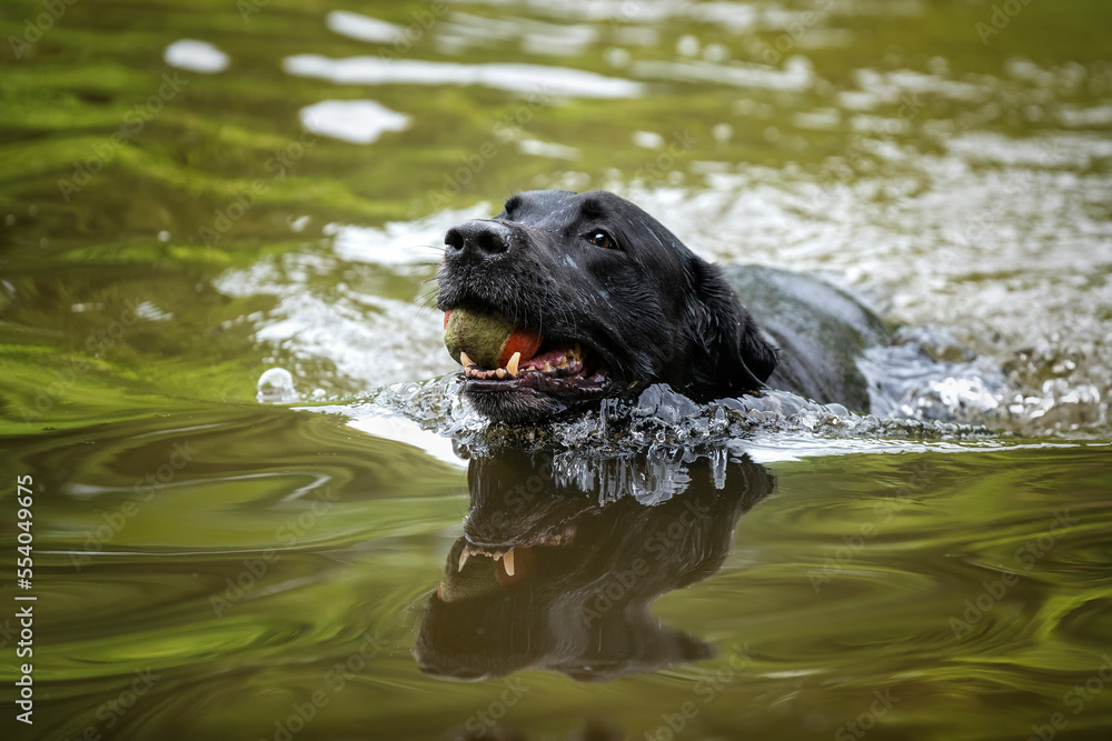 Black Labrador swimming in a lake with his ball Black Labrador swimming in a lake with his ball