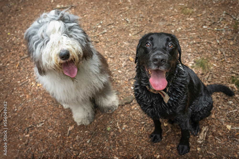 old english sheepdog and a black labrador looking upwards towards the camera